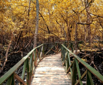 wooden bridge.