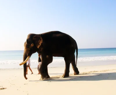 elephant in radhanagar beach.